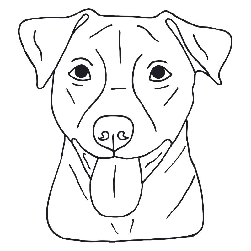 Jack Russell Terrier
