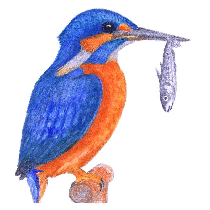 Eisvogel mit Fisch
