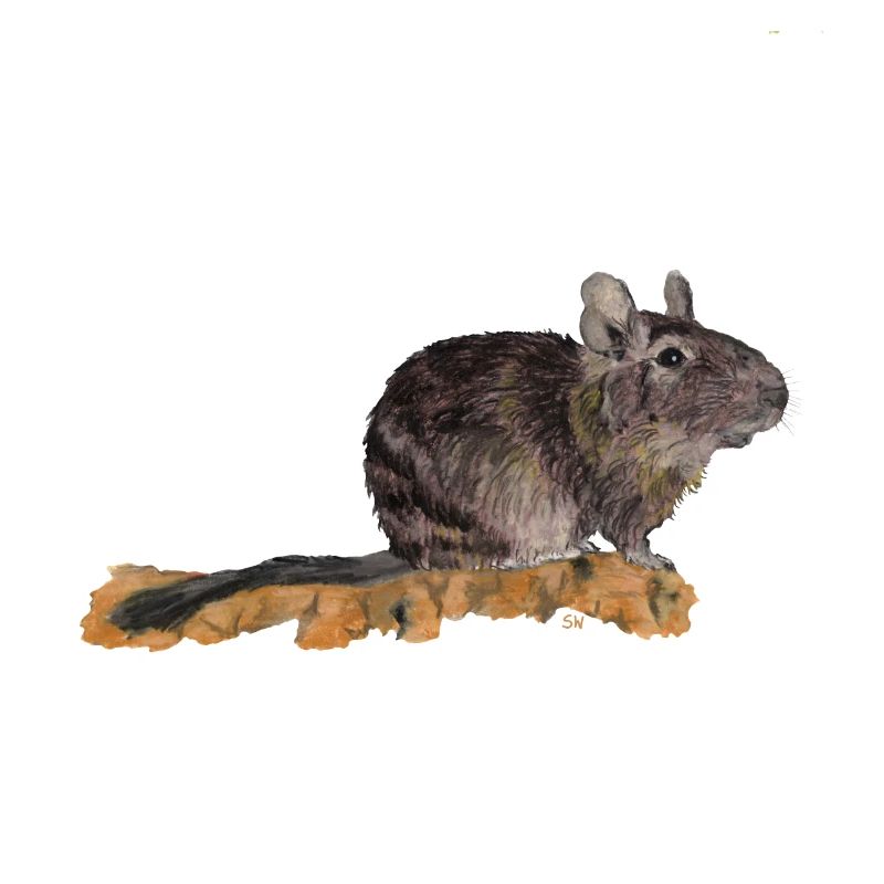 Degu