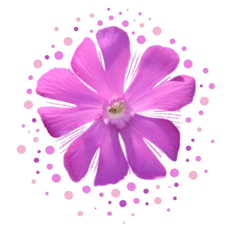 pink flower