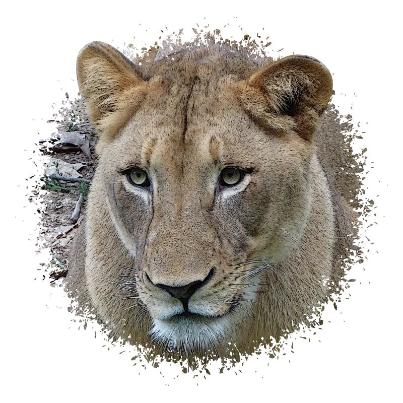 Löwin