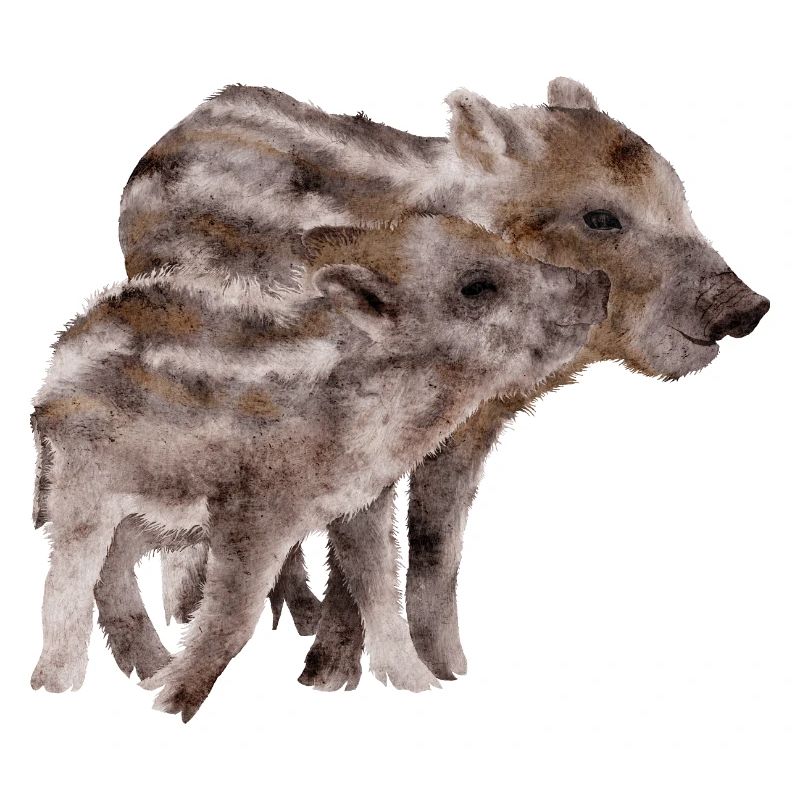 Wildschweine