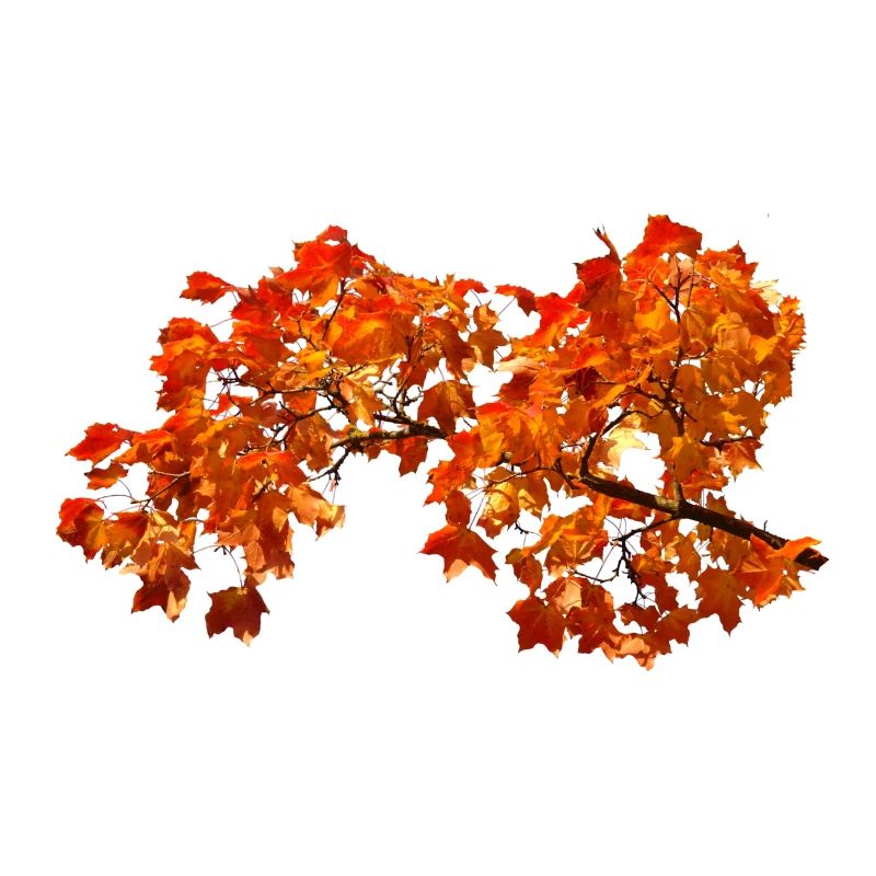 Herbstlaub Herbst Blätter