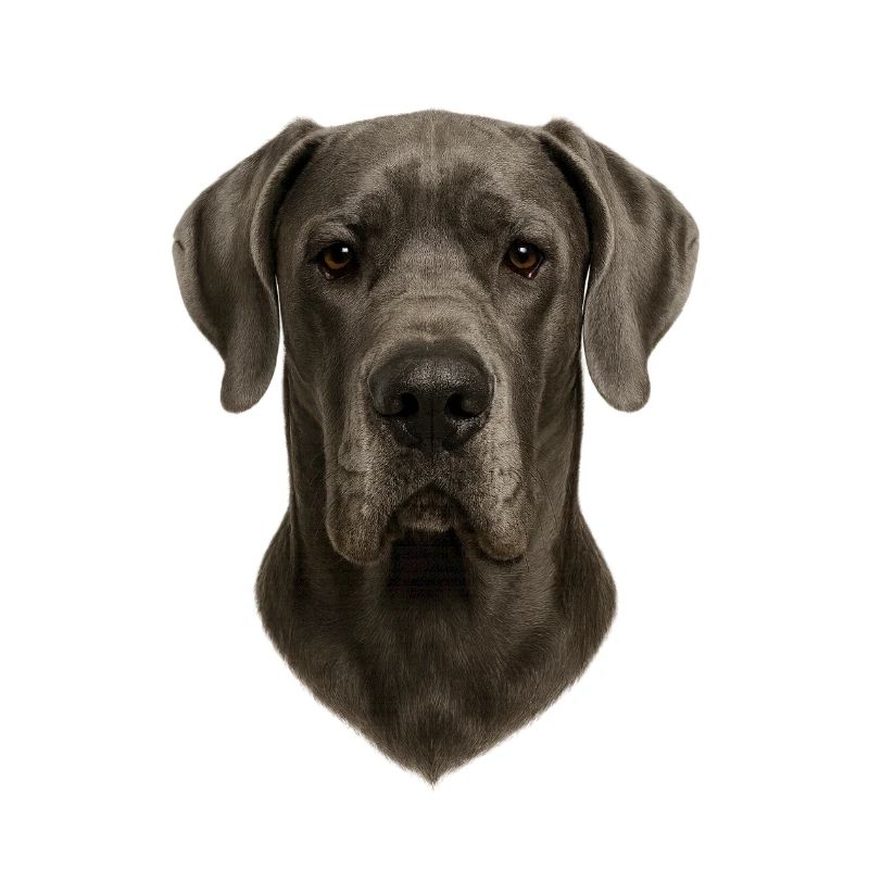 Grauer Hund Kopfportrait