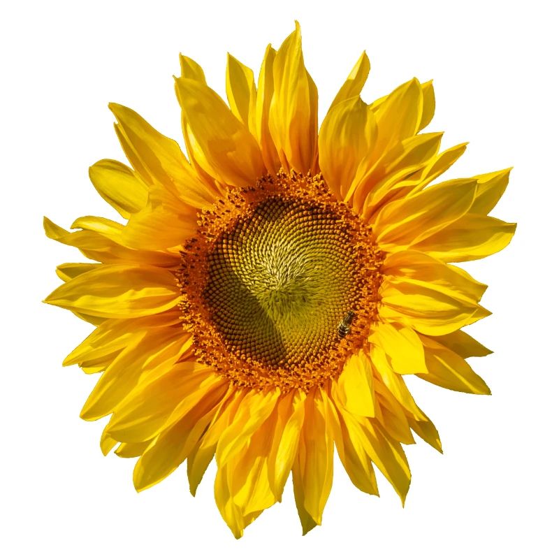 Sonnenblume