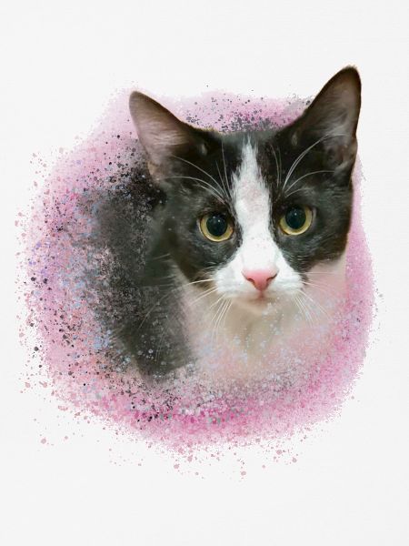 Britishkurzhaar,hauskatze,katze,schwarz-weiss