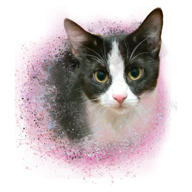 Britishkurzhaar,hauskatze,katze,schwarz-weiss