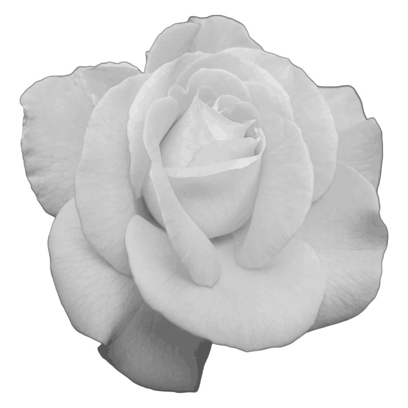 Weiße Rose