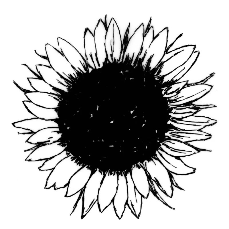 Sonnenblume
