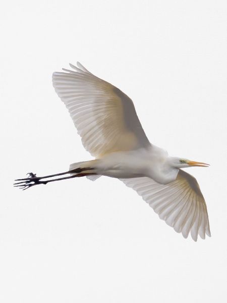 Silberreiher im Flug - Fotografie