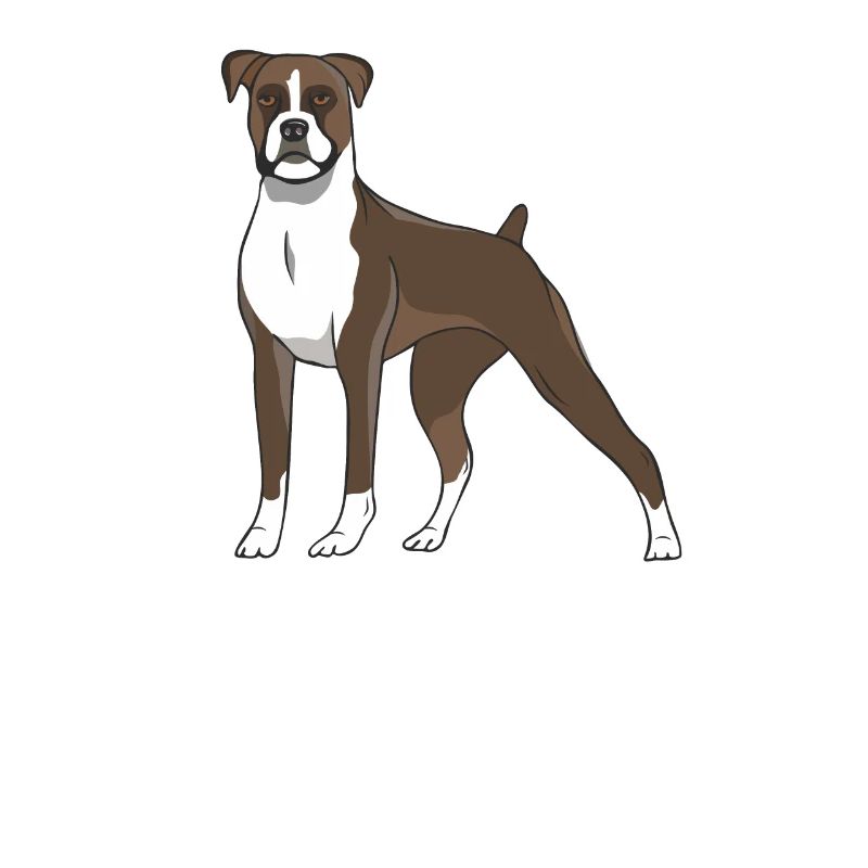 Boxer