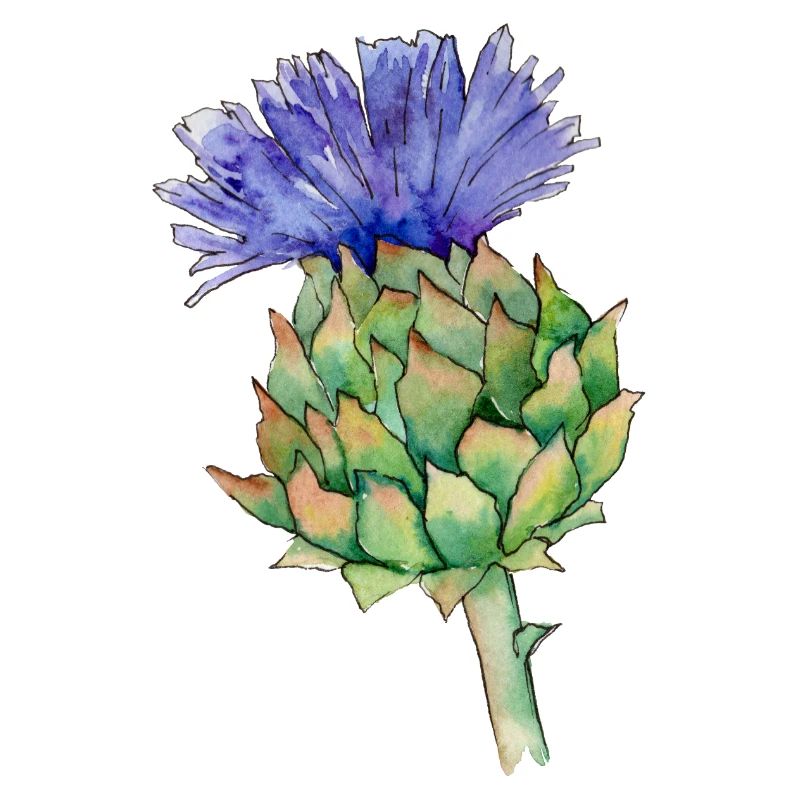 Aquarelldistel