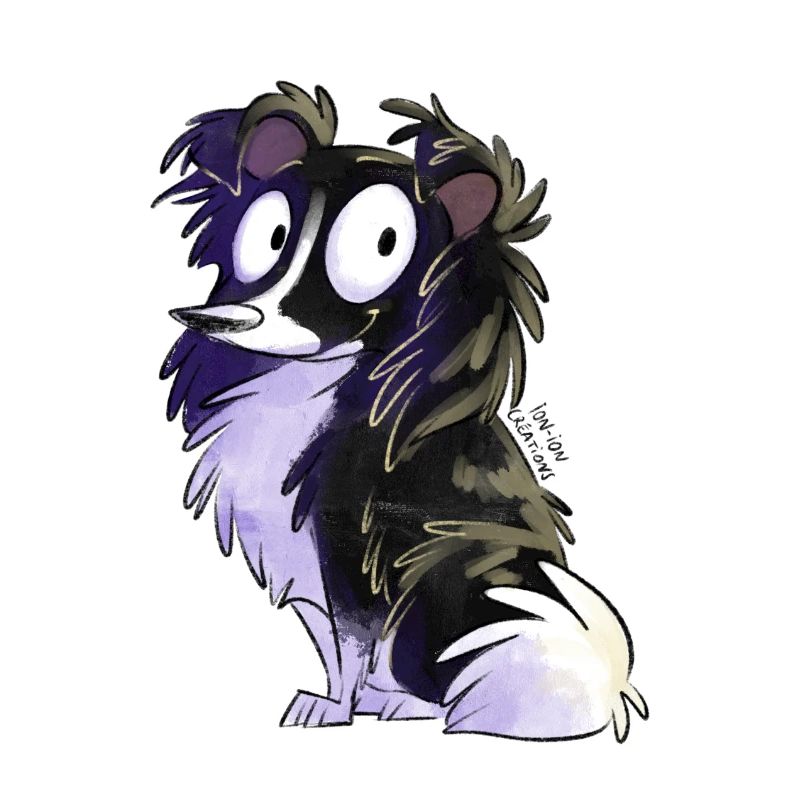 Shetland zweifarbig schwarz