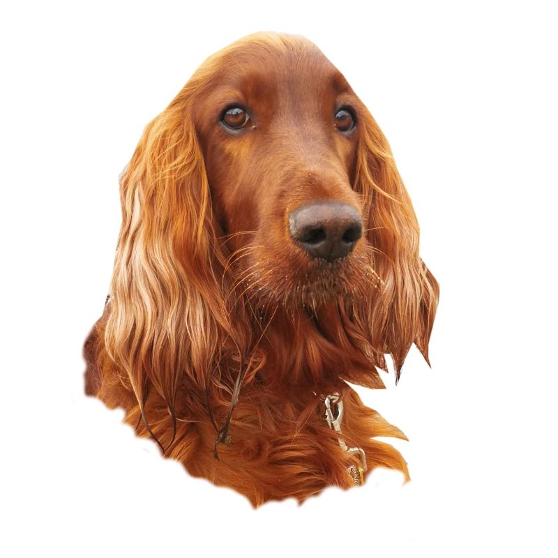 Irish Setter Red