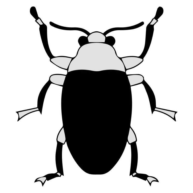 insect