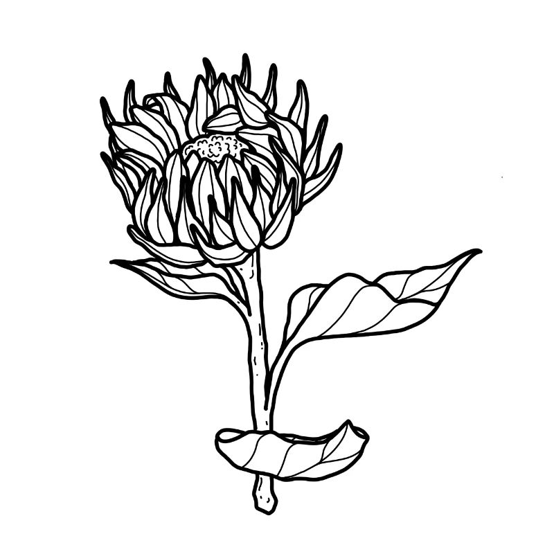 Blume Sonnenblume