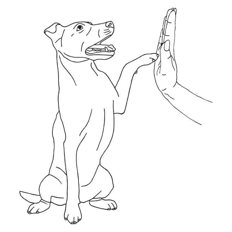 Jack Russell Terrier