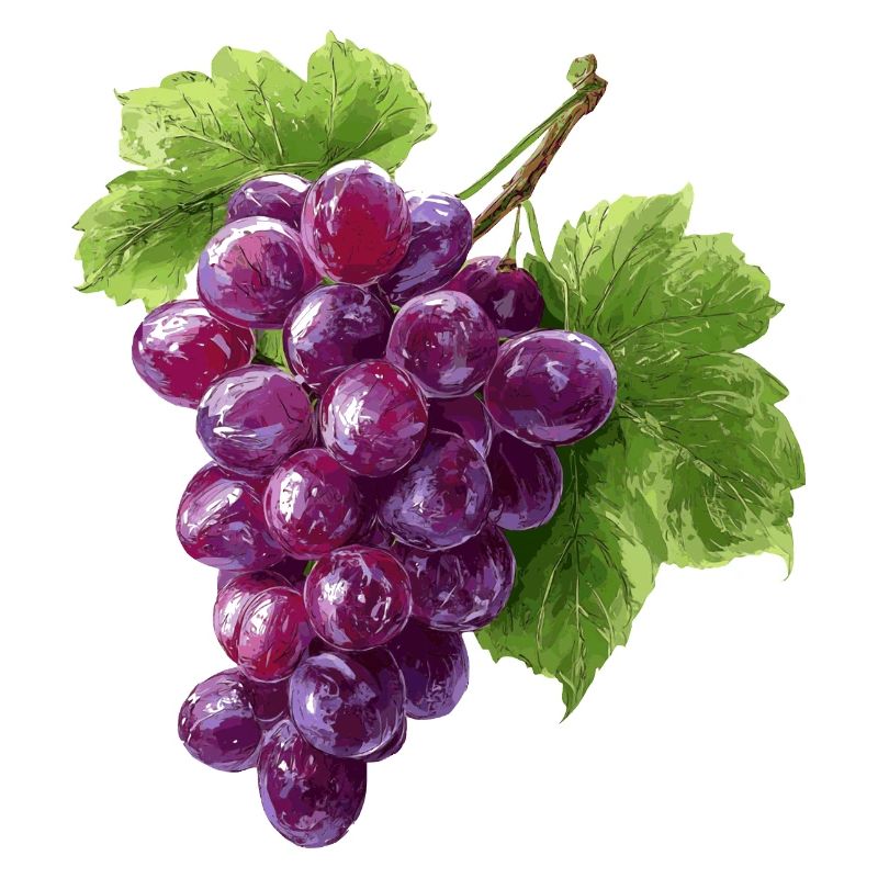 rote Weintrauben