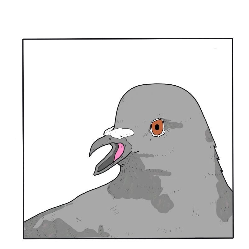 Pigeon / Taube