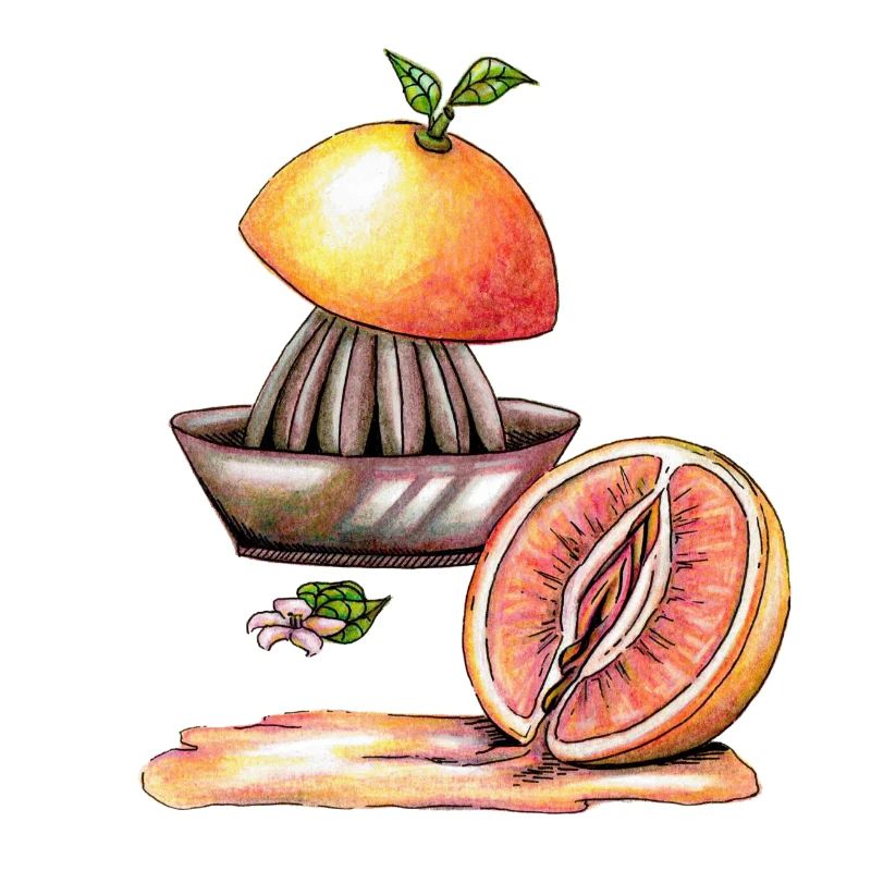 Vulva grapefruit