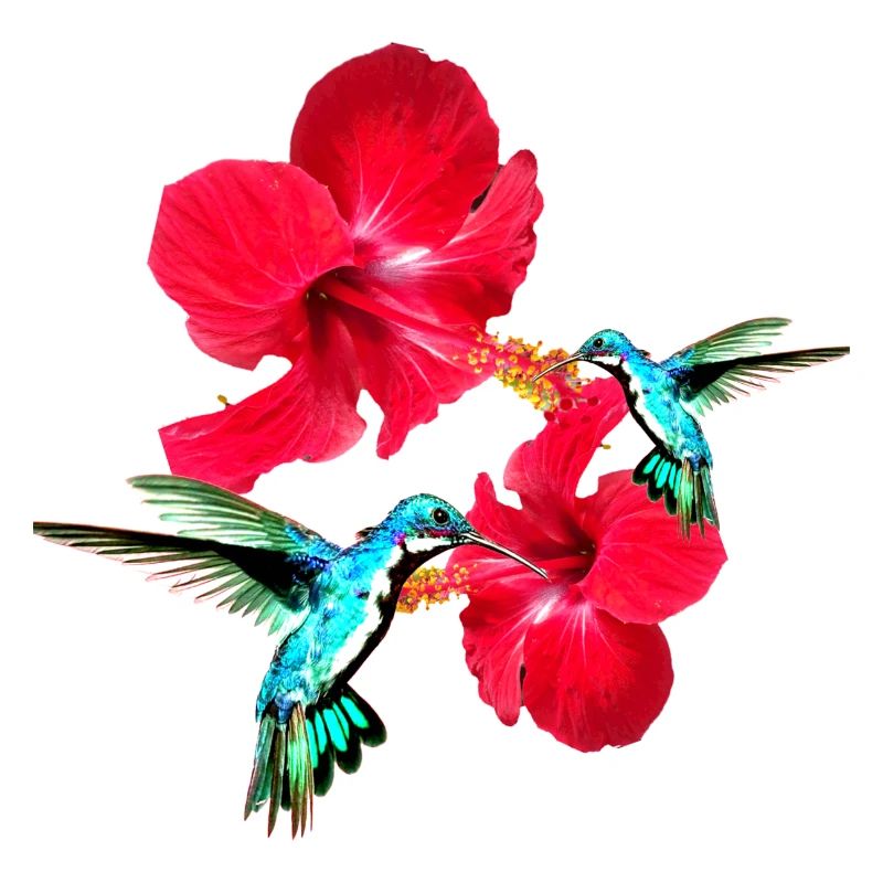 Kolibri,vogel, hibiskus,lotusblüte, blumen