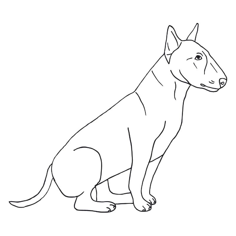 Bullterrier