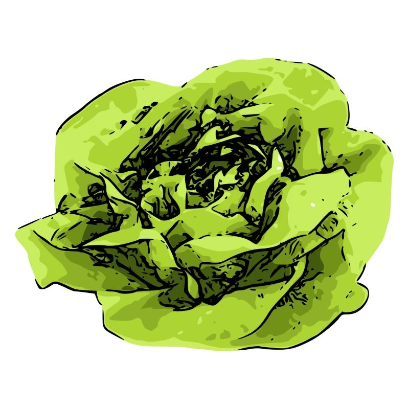 Kopfsalat Pop-Art