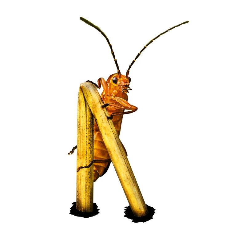 Beetle Aussichtspunkt