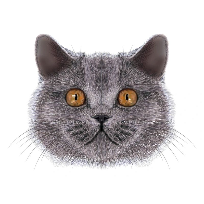 Britisch-Kurzhaar-Katze 