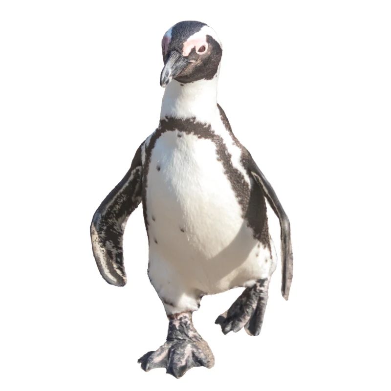 Pinguin