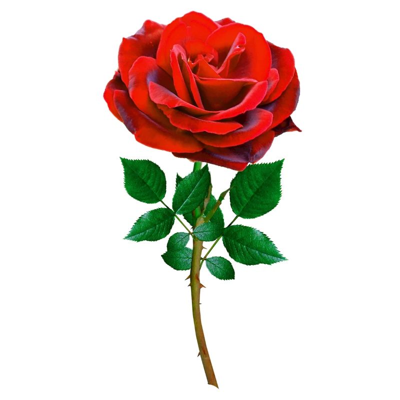 Rose - Rote Rose