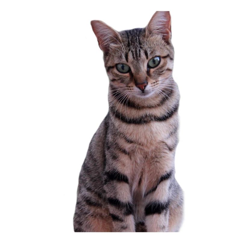 Cat Kitten