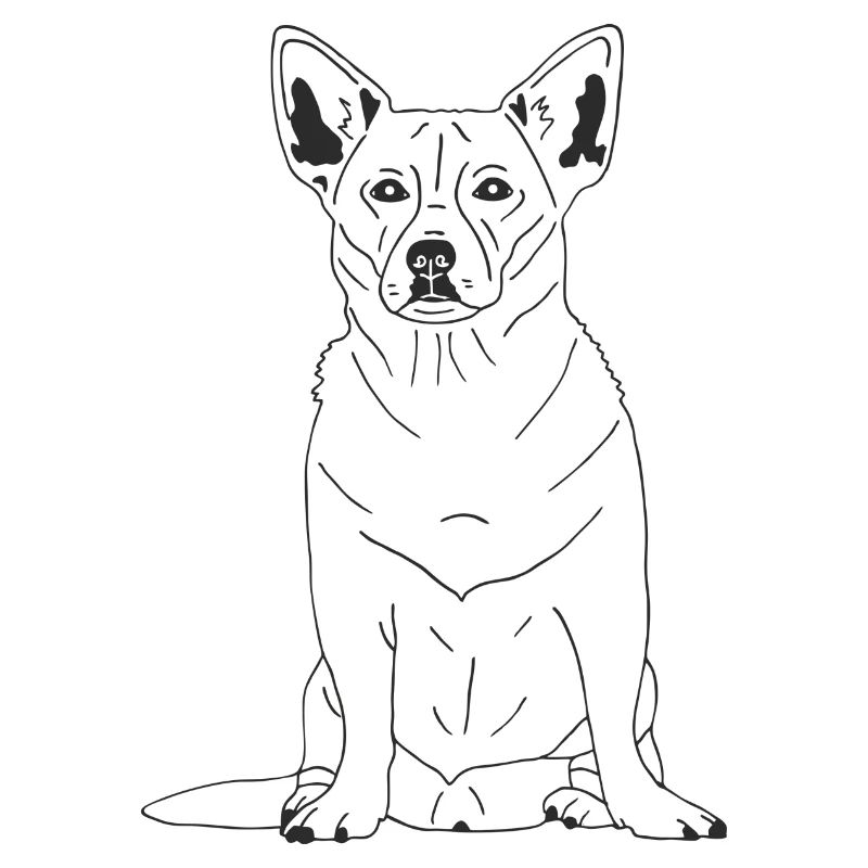 Chihuahua Mix