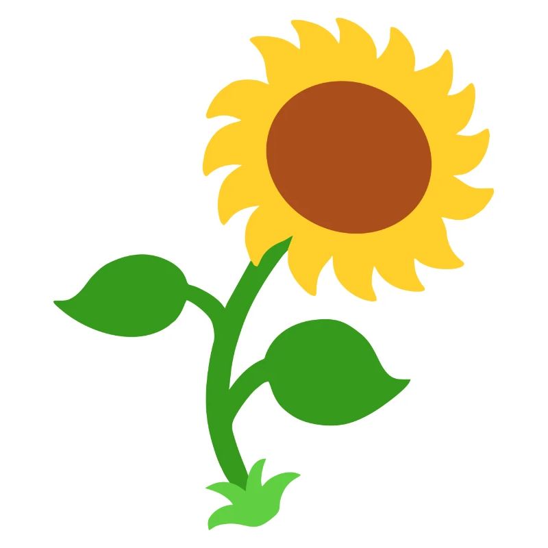 Sonnenblume