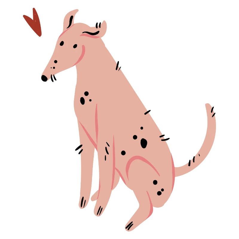 Hund