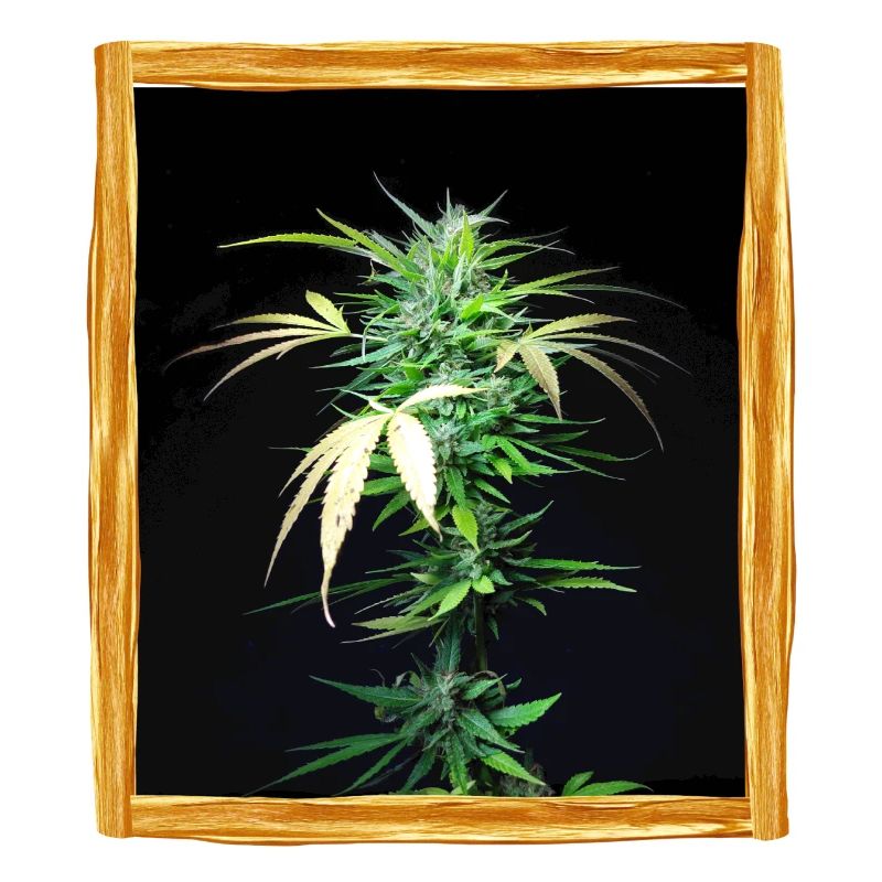 Cannabis Pflanze