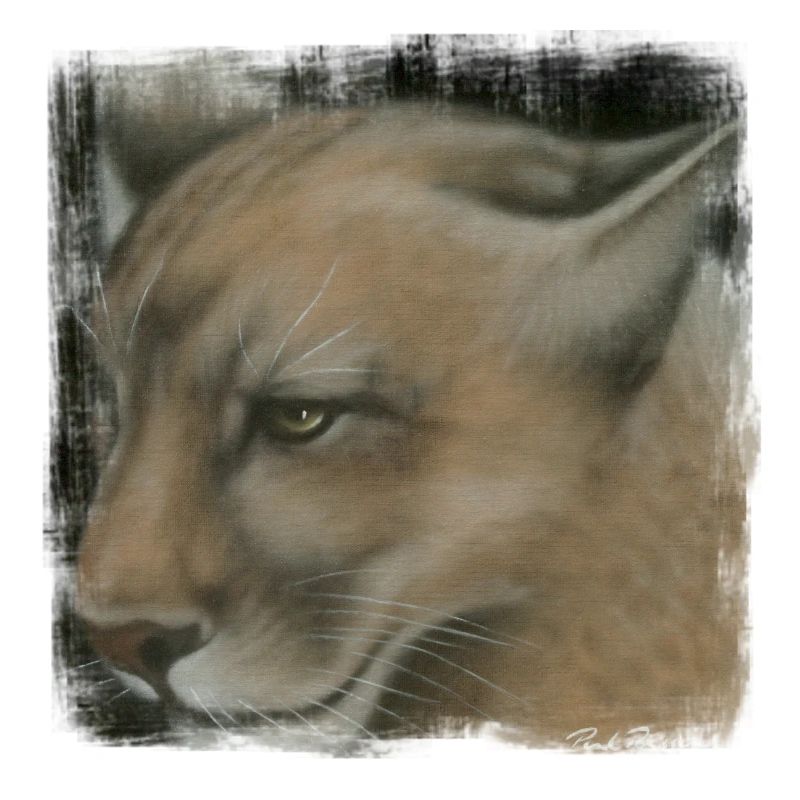 cougar