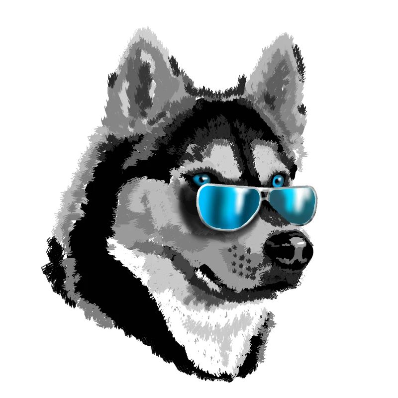 Husky mit blauen Sonnenbrillen