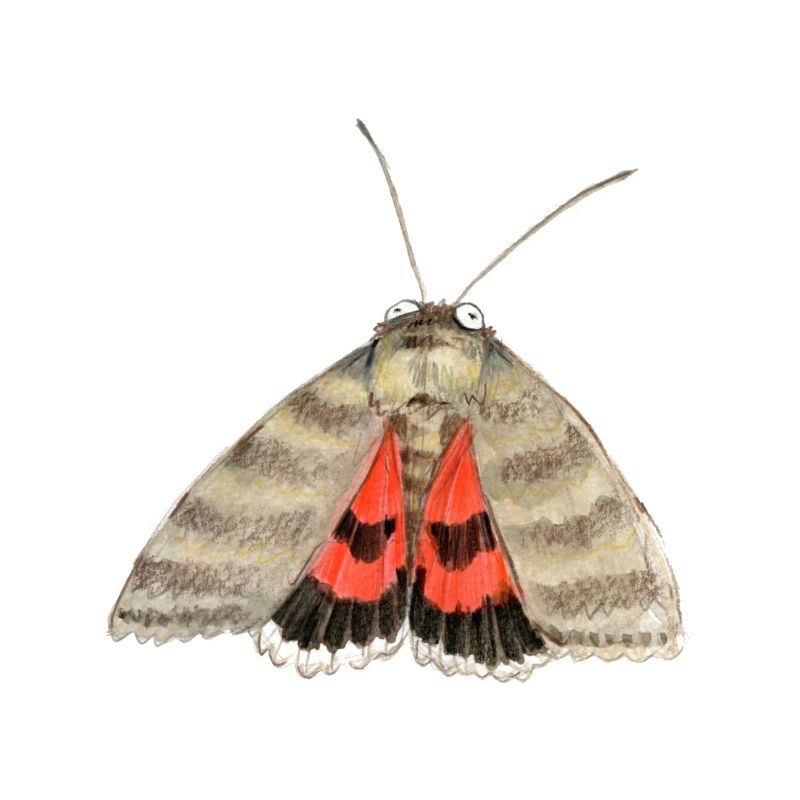 red underwing