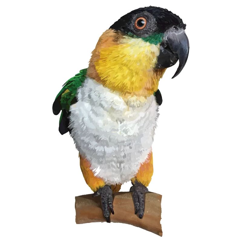 Der Schwarzkopf-Caique