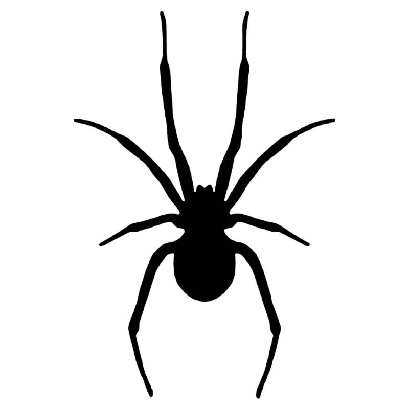 Spinne