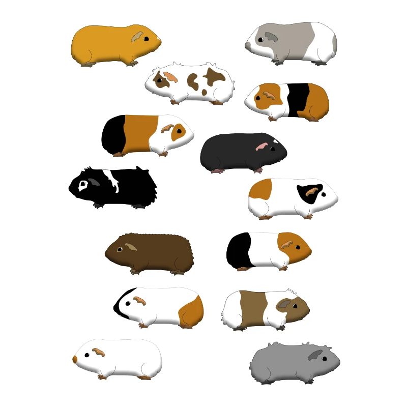 14 cochons d'Inde