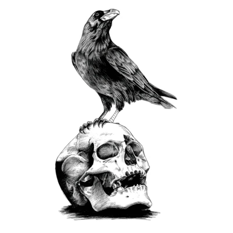 Skull with a crow