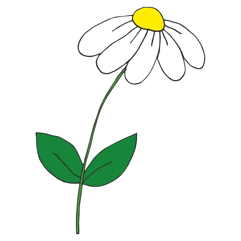 süsses Gänseblümchen