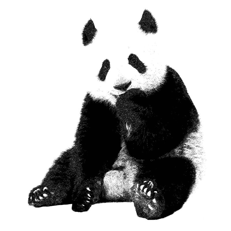 panda