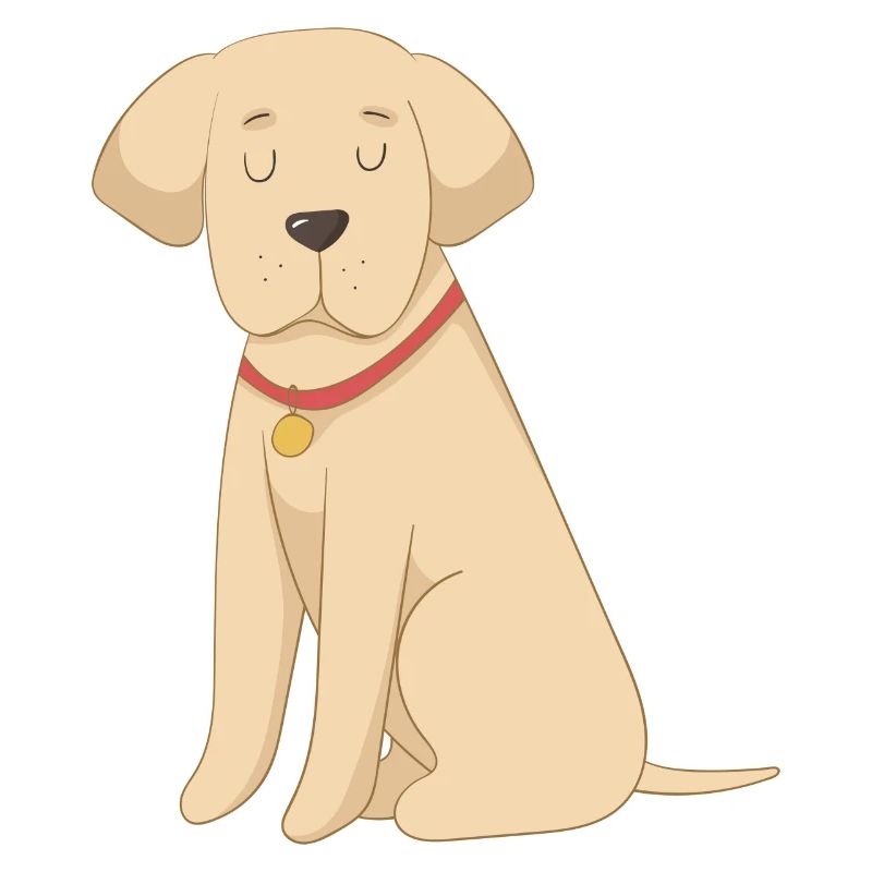Labrador Gelb