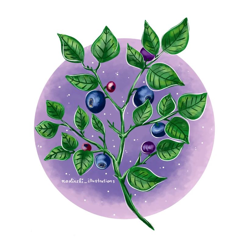 Blaubeeren