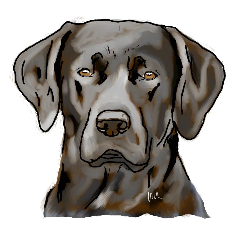 Labrador
