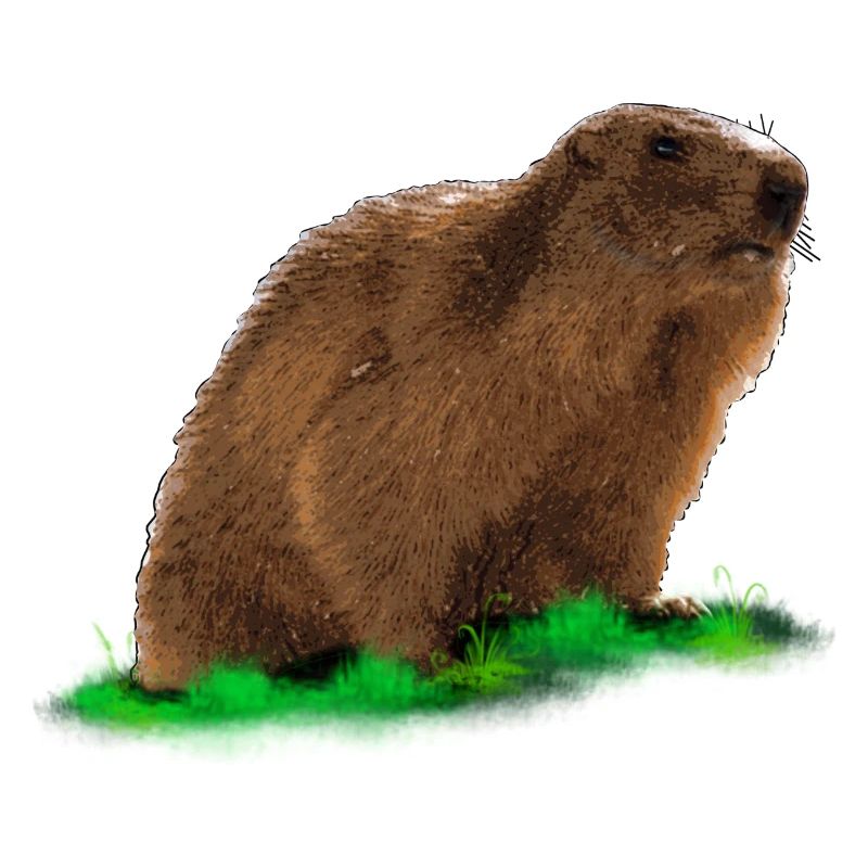 Murmeltier