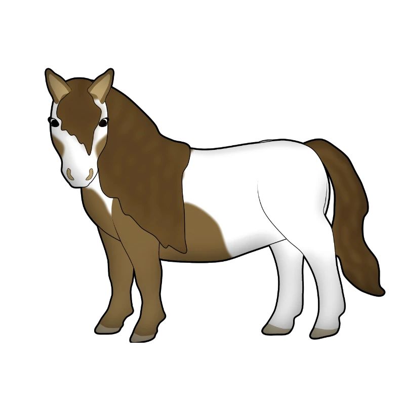 Shetlandpony 2